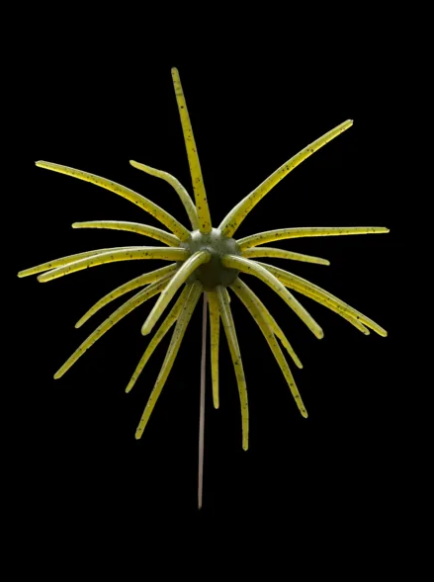 Black Label Soft Plastics - OFO 20mm