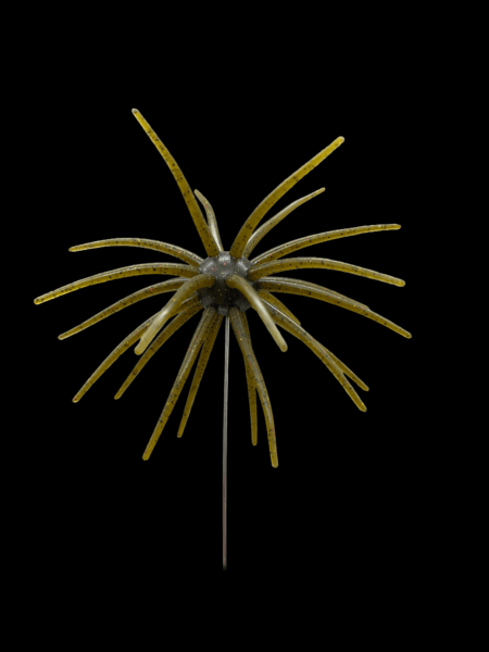 Black Label Soft Plastics - OFO 20mm