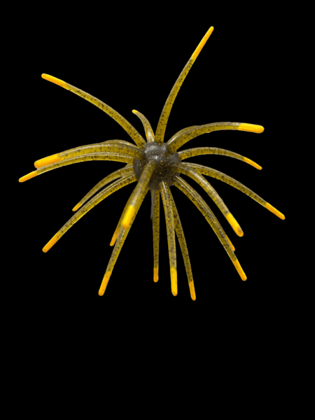 Black Label Soft Plastics - OFO 20mm