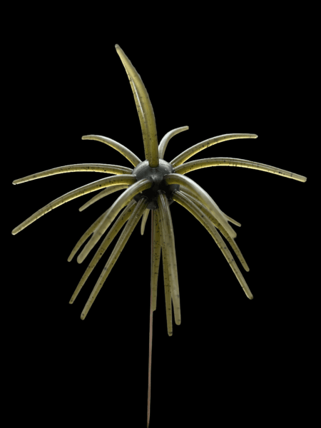 Black Label Soft Plastics - OFO 20mm
