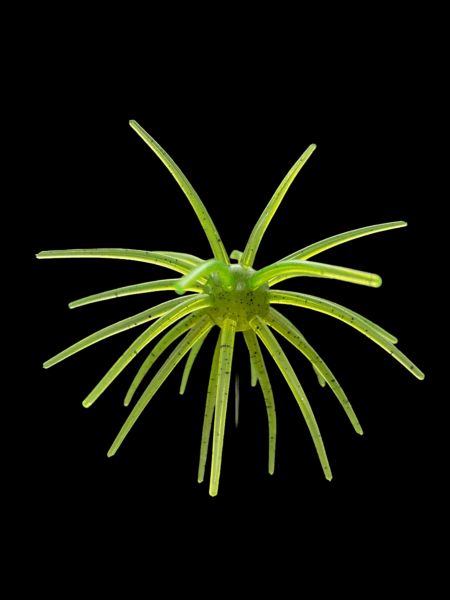 Black Label Soft Plastics - OFO 20mm