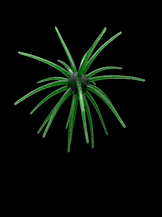 Black Label Soft Plastics - OFO 20mm