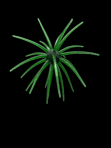 Black Label Soft Plastics - OFO 20mm
