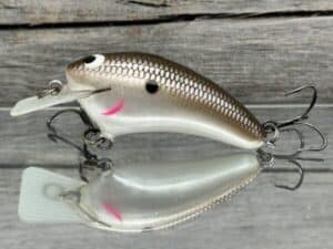 Black Label Balsa - Speedy - Hybrid Squarebill Crankbait - Green Pumpkin Shad Color